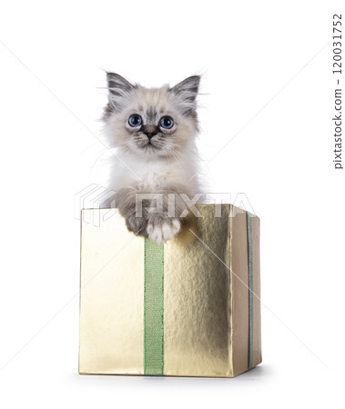 Sacred Birman cat kitten on white background 120031752