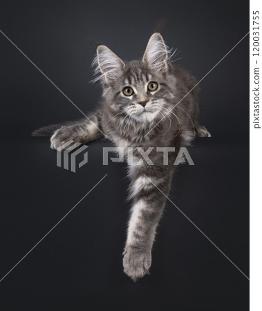 Maine Coon cat on black background Maine Coon cat on black background 120031755
