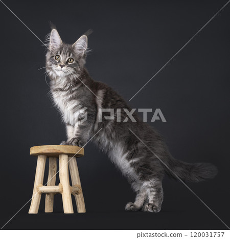 Maine Coon cat on black background Maine Coon cat on black background 120031757