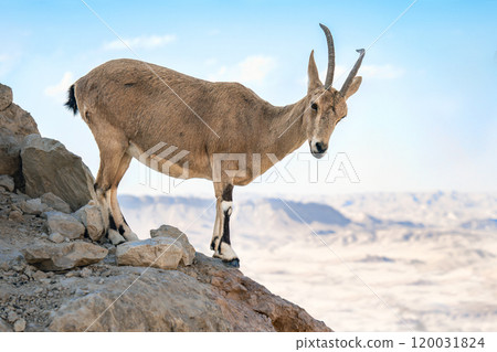 Nubian ibex on a mountain in the Ramon crater in Negev desert in Israel Nubian ibex on a mountain in the Ramon crater in Negev desert in Israel 120031824