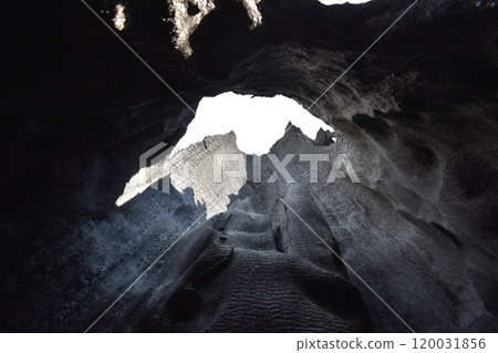 Giant burnt Sequoia Trees in Sequoia National Park, California, US wildlife landscape 120031856