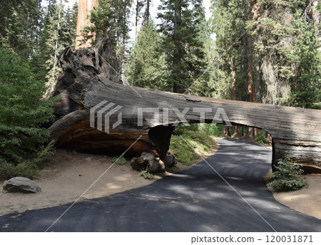 Huge sequoia tree, giant burnt Sequoia Trees in Sequoia National Park, California, US wildlife landscape Huge sequoia tree, giant burnt Sequoia Trees in Sequoia National Park, California, US wildlife landscape 120031871