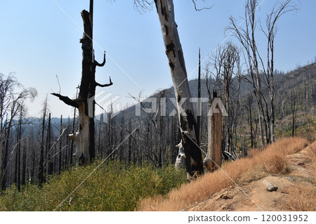 Consequences of fires in the forest, burnt firs in the mountains of California 120031952