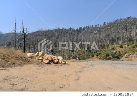Consequences of fires in the forest, burnt firs in the mountains of California 120031954