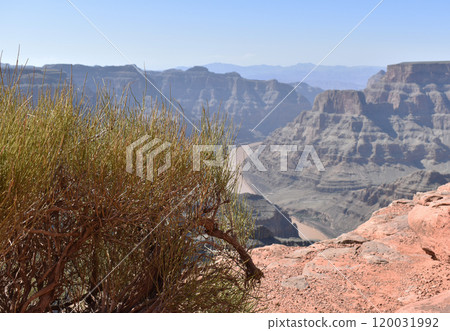 Grand Canyon, mountains and bushes background, US national parks wildlife landscape Grand Canyon, mountains and bushes background, US national parks wildlife landscape 120031992