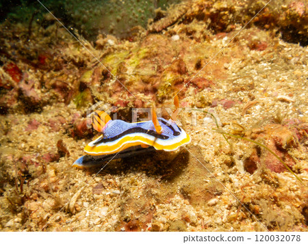 A Chromodoris annae nudibranch crawling on hard corals in Puerto Galera, Philippines 120032078