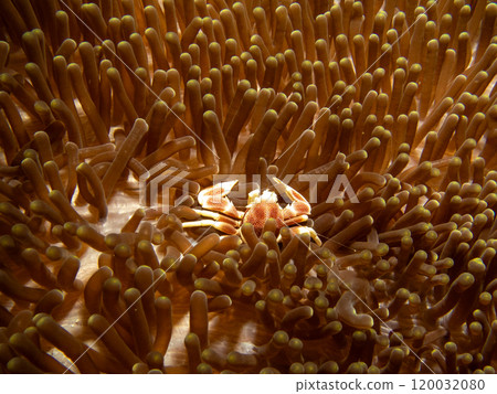 Neopetrolisthes maculata, Spotted porcelain crab on anemone in Puerto Galera, Philippines 120032080