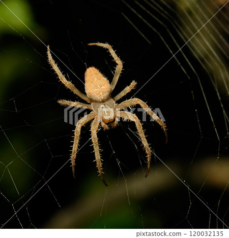 Large poisonous spider spins a web to hunt Large poisonous spider spins a web to hunt 120032135