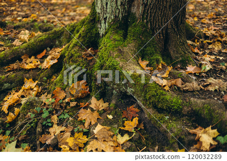 Green moss growing on the roots of a tree trunk in a forest, autumn time. Nature banner. Green and mysterious woodland 120032289