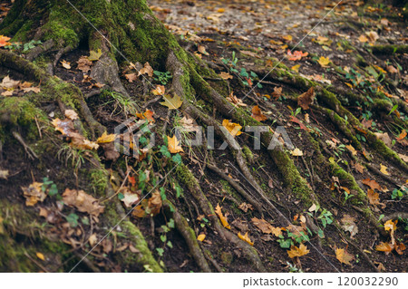 Green moss growing on the roots of a tree trunk in a forest, autumn time. Nature banner. Green and mysterious woodland Green moss growing on the roots of a tree trunk in a forest, autumn time. Nature banner. Green and mysterious woodland 120032290