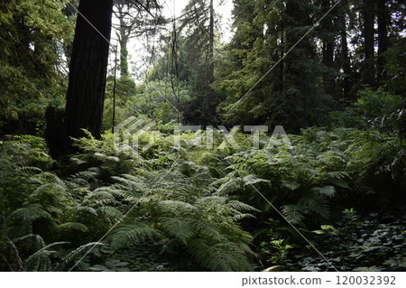 Dark forest background, gloomy mysterious woods 120032392