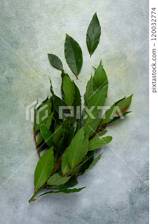 a branch of fresh bay leaf, top view, spice , 120032774