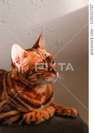 Ginger cat, Bengali breed, resting, on the couch, under the sun, vertical, no people, 120032787