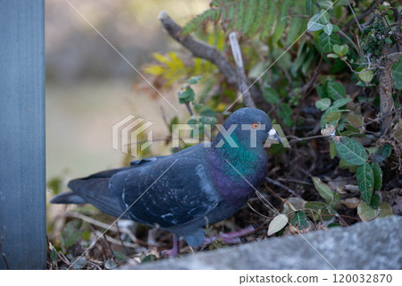 Pigeons Pigeons 120032870