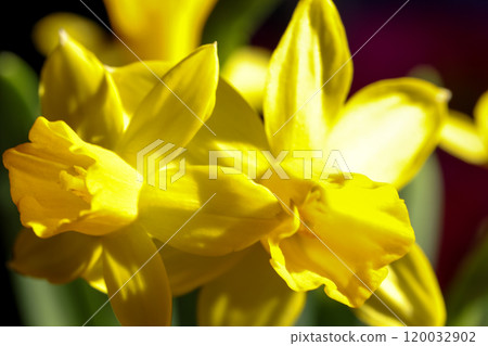 The Vibrant Yellow Daffodils are in full Bloom, showcasing natures artistry and beauty 120032902