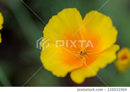 A bright yellow flower in a flower bed 120032984