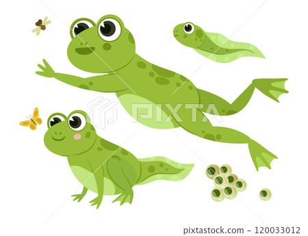 Cartoon green frogs. Cute amphibians, frog and tadpoles in natural habitat, water animals flat vector illustration set. Funny green frogs on white 120033012