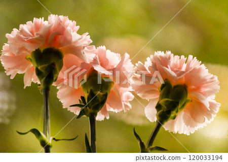 Three pink carnations, on a background of greenery with a side 120033194