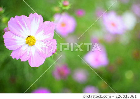 Pink cosmos blooming in the cosmos field Pink cosmos blooming in the cosmos field 120033361