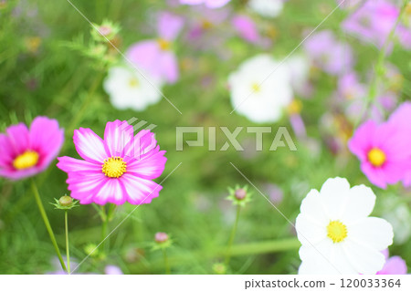 Pink cosmos blooming in the cosmos field Pink cosmos blooming in the cosmos field 120033364