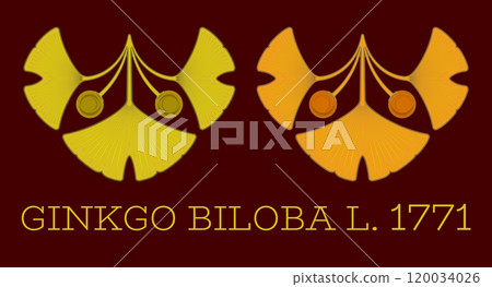 Set of vector illustrations of ginkgo biloba leaf and fruit using the sacred geometry method. Set of vector illustrations of ginkgo biloba leaf and fruit using the sacred geometry method. 120034026