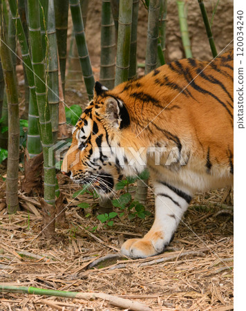 Amur tiger walking through a bamboo forest 120034240