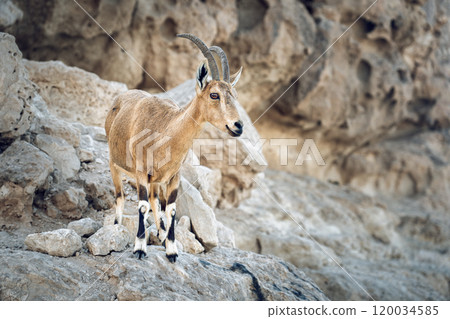 Nubian ibex on a mountain in Negev desert in Israel 120034585