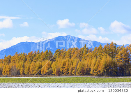 Windproof forest of larch Windproof forest of larch 120034880