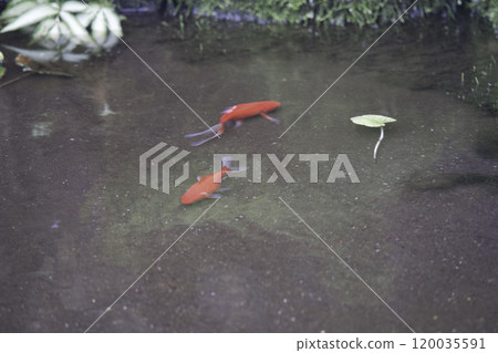 Koi swimming in the pond 120035591