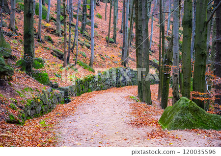 A tranquil pathway lined with towering trees showcases vibrant autumn foliage along Stolpich Road in the Jizera Mountains of Czechia, inviting peaceful walks on this historic route. 120035596