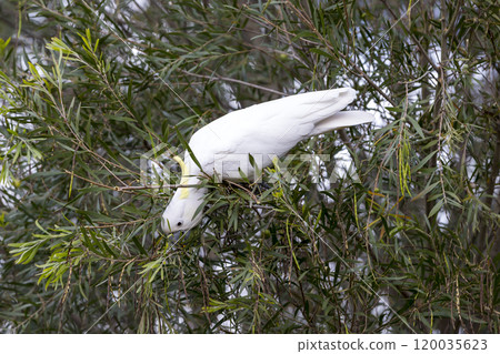 An adult white cockatoo sitting in a lush foliage tree An adult white cockatoo sitting in a lush foliage tree 120035623