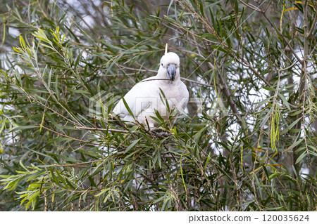 An adult white cockatoo sitting in a lush foliage tree An adult white cockatoo sitting in a lush foliage tree 120035624