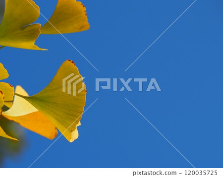 銀杏葉和秋天的天空 銀杏葉和秋天的天空 120035725
