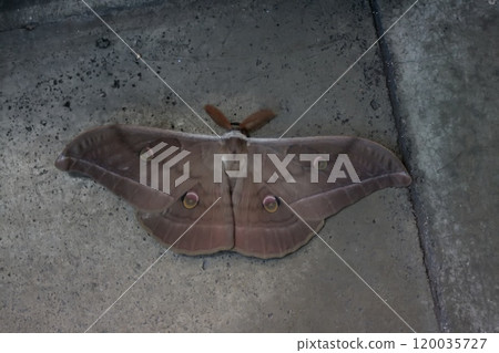 Yamama Yuga Yamama Yuga 120035727