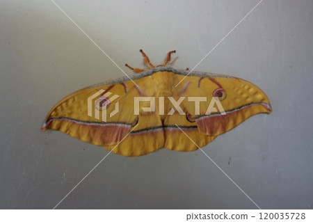 Yamama Yuga Yamama Yuga 120035728