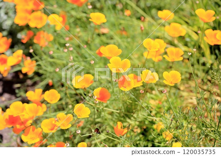 清爽的花朵 120035735