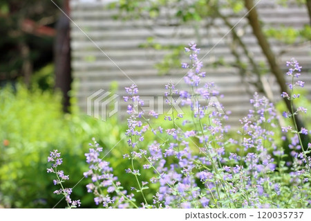 Refreshing Salvia flower Repens Refreshing Salvia flower Repens 120035737