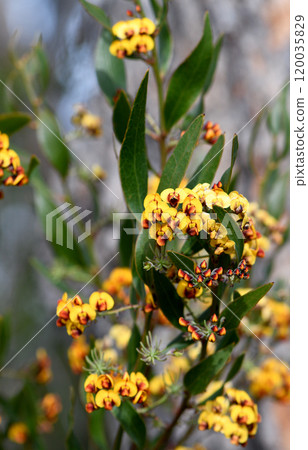 Yellow and red flowers of Australian native Narrow Leaf Bitter Pea Daviesia corymbosa, family Fabaceae, subfamily Faboideae, growing in Sydney sandstone heathland, woodland and sclerophyll forest Yellow and red flowers of Australian native Narrow Leaf Bitter Pea Daviesia corymbosa, family Fabaceae, subfamily Faboideae, growing in Sydney sandstone heathland, woodland and sclerophyll forest 120035829