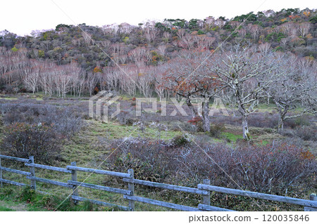 白樺牧場 - 凜冽的冬天 - 深秋的紅葉 - 11月的清晨風景 白樺牧場 - 凜冽的冬天 - 深秋的紅葉 - 11月的清晨風景 120035846