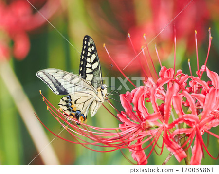The whip beak suckling the cluster amaryllis nectar 120035861