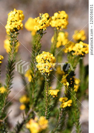 Yellow flowers and inflorescence of the Australian native Showy Parrot Pea, Dillwynia floribunda, family Fabaceae, in wet sandstone heath and woodland in Sydney. Endemic to eastern Australia. Yellow flowers and inflorescence of the Australian native Showy Parrot Pea, Dillwynia floribunda, family Fabaceae, in wet sandstone heath and woodland in Sydney. Endemic to eastern Australia. 120036031