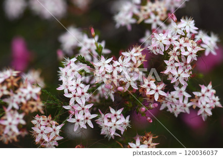 Pink and white flowers and red calyces of Australian native Fringe Myrtle, Calytrix tetragona, growing in Sydney woodland NSW, Australia. Pink and white flowers and red calyces of Australian native Fringe Myrtle, Calytrix tetragona, growing in Sydney woodland NSW, Australia. 120036037