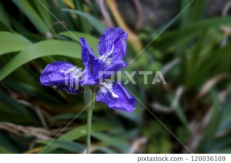 三月春天花園裡盛開的紫色一髮花 120036109