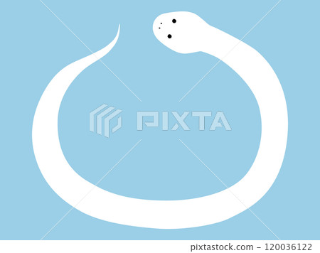 Vector illustration of a white snake. Zodiac, snake, snake, New Year's greetings Vector illustration of a white snake. Zodiac, snake, snake, New Year's greetings 120036122