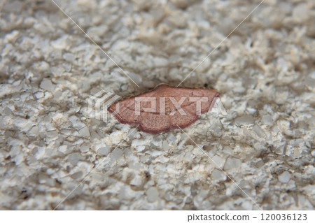 Red spotted moth 120036123