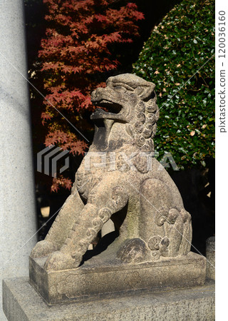 大阪福島 2 良德院參道的守護犬 120036160