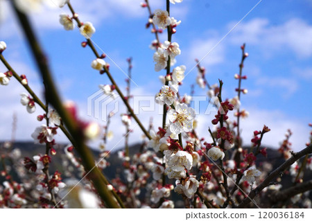 White plum 120036184