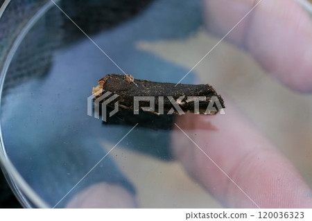 Long-tailed moth Long-tailed moth 120036323