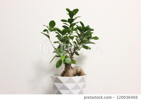 觀賞植物Gajumaru 觀賞植物Gajumaru 120036408