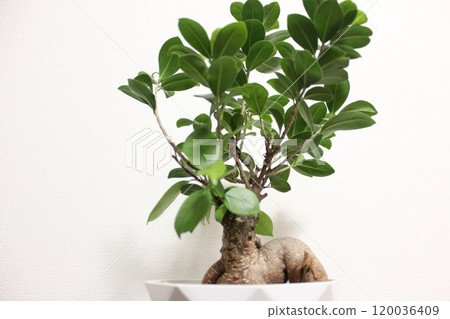 觀賞植物Gajumaru 觀賞植物Gajumaru 120036409